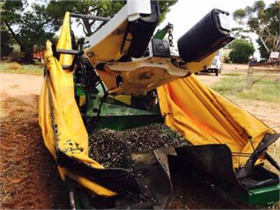 Mechanical Olive Harvesting Contractor